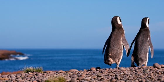 patagonija magelanski pingvini rowadventures